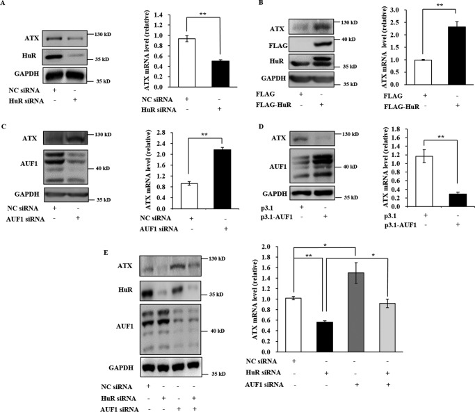 Autotaxin Expression Is Regulated at the Post-transcriptional Level by ...