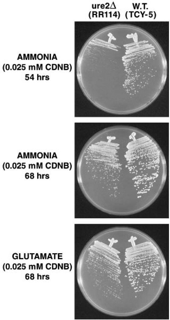 Fig. 6