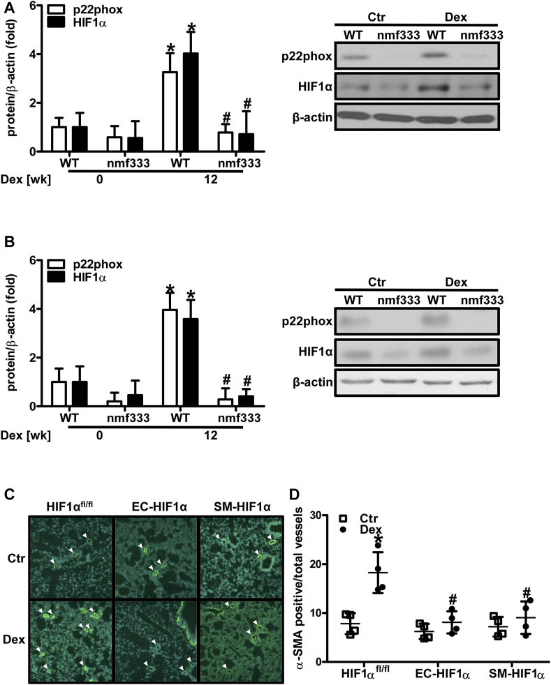 Fig. 12