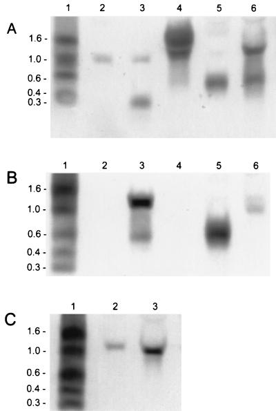 FIG. 6