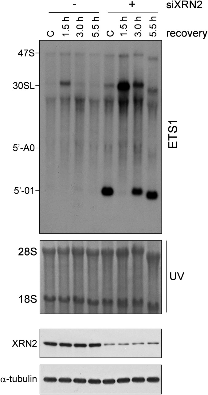 Fig. S8.