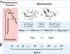 Figure 21