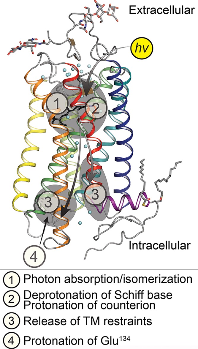 Figure 24