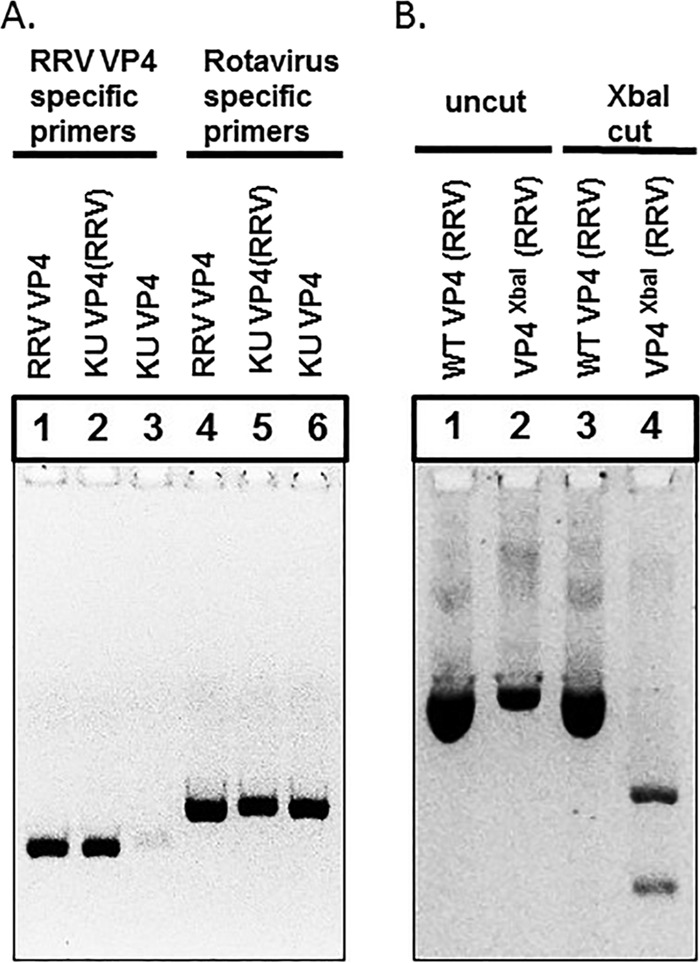 FIG 5