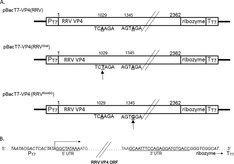 FIG 3