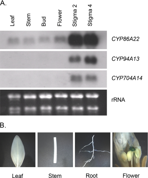 FIGURE 2.