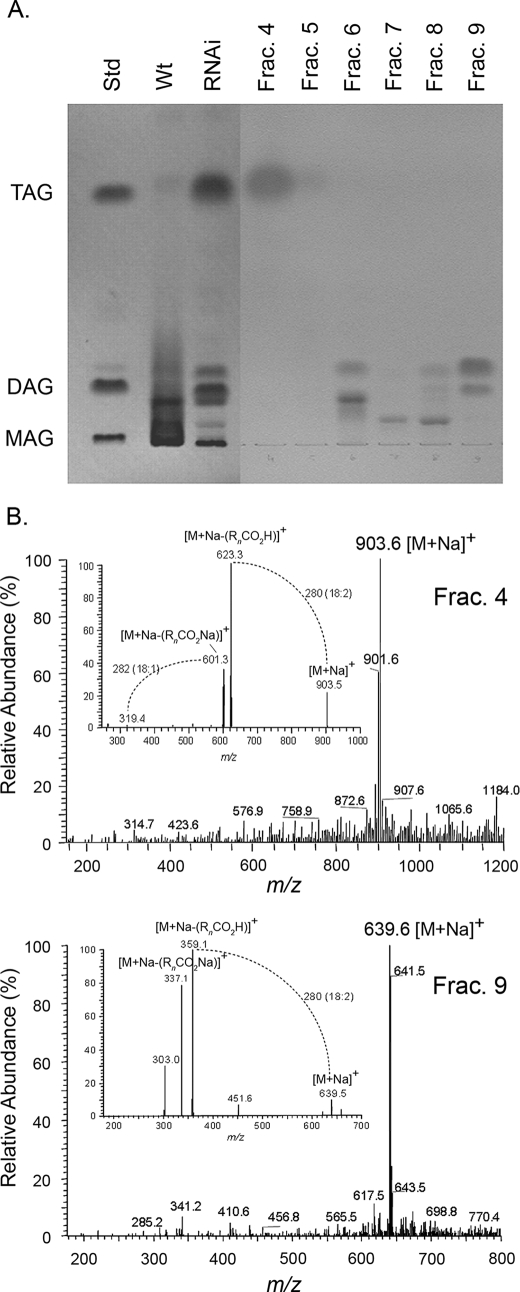 FIGURE 5.