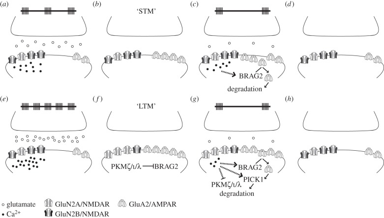 Figure 1.