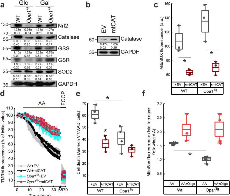 Opa1 relies on cristae preservation and ATP synthase to curtail ...