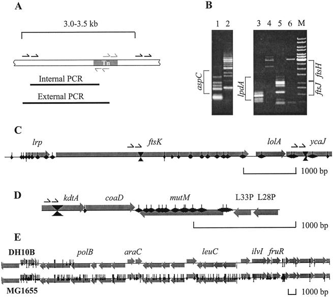 FIG. 2.