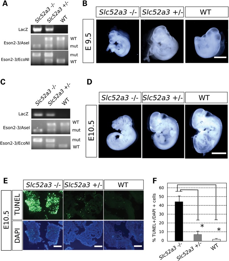 Figure 2.