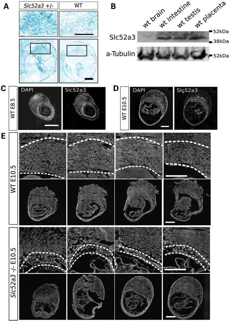 Figure 4.