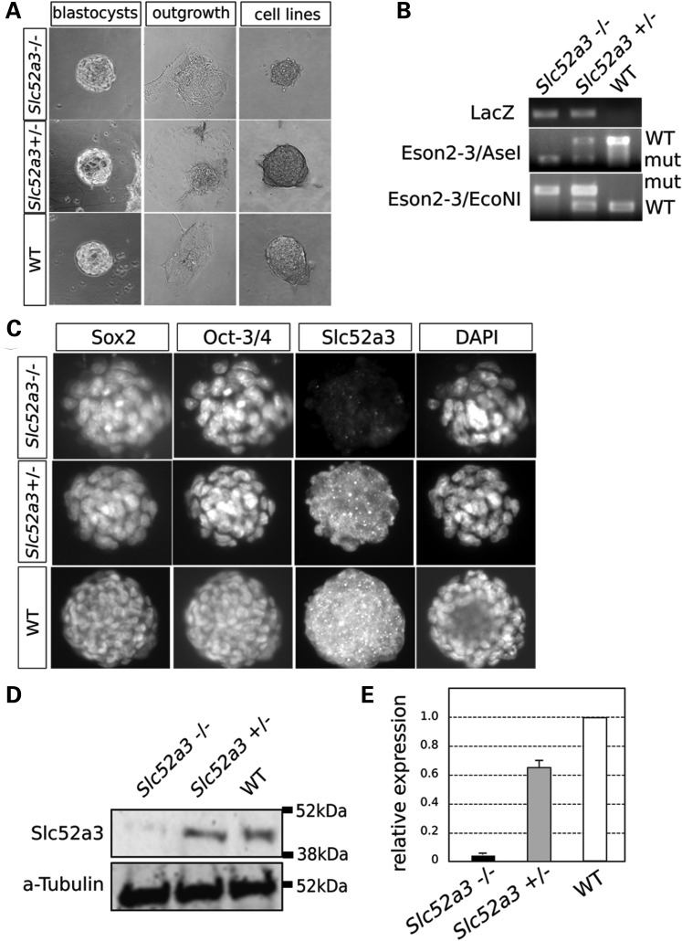 Figure 3.