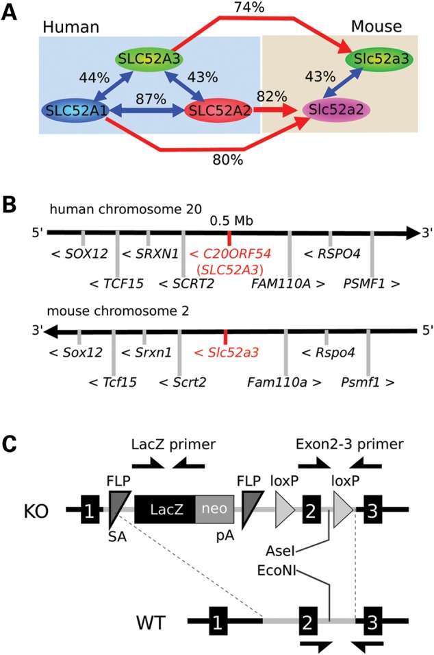 Figure 1.