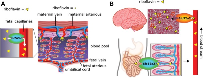 Figure 7.