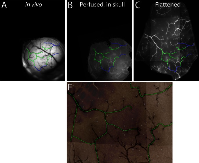 Figure 4—figure supplement 1.