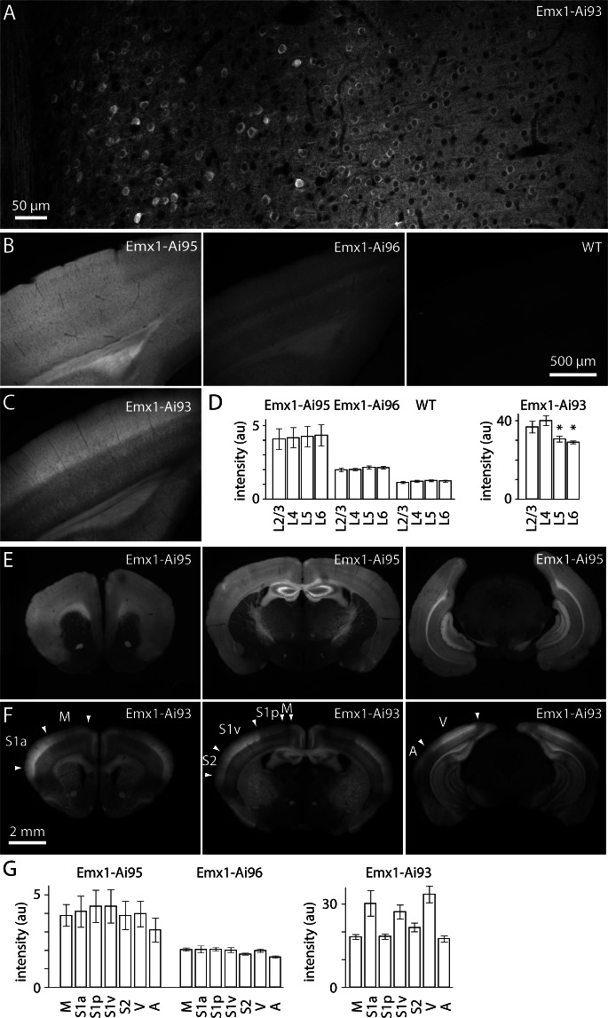 Figure 1—figure supplement 1.