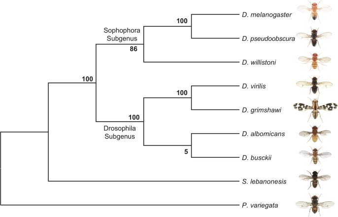 Fig 2