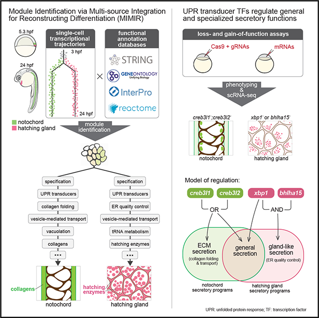 Gene module reconstruction identifies cellular differentiation ...