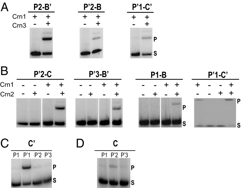 Fig. 5.