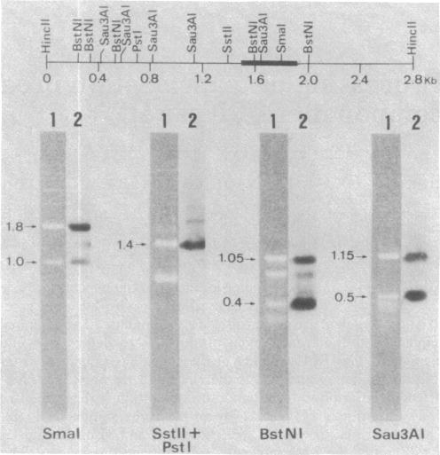 graphic file with name pnas00646-0048-b.jpg