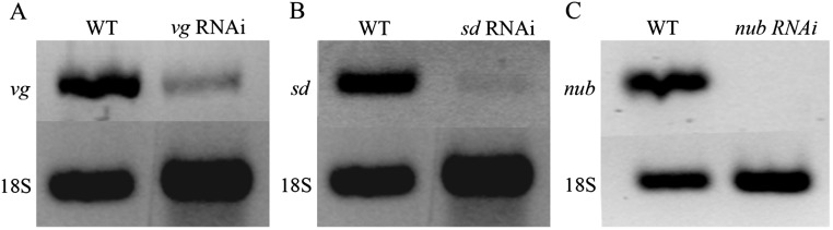 Fig. S8.