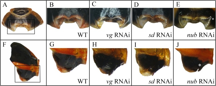 Fig. S3.