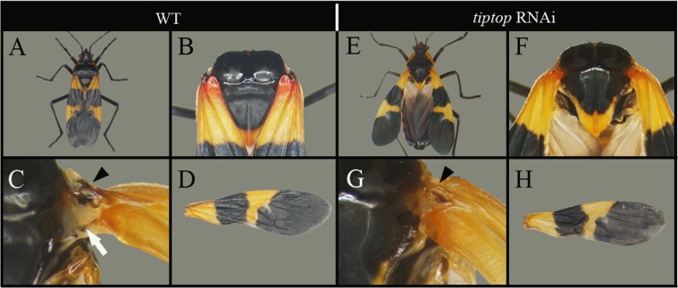 Fig. S7.