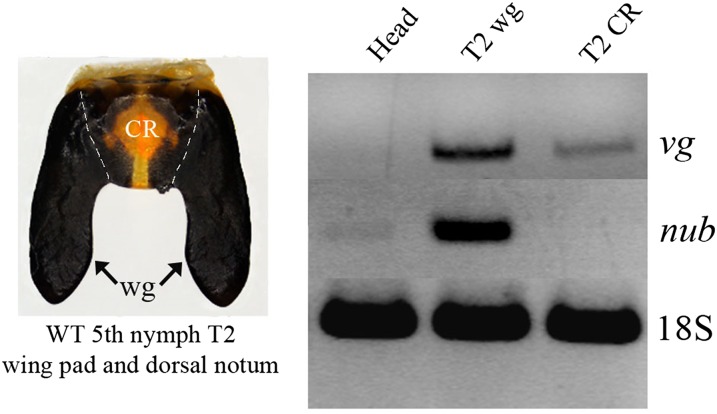 Fig. S6.