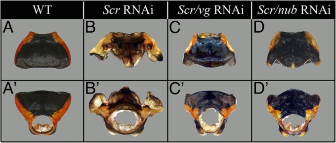 Fig. 4.