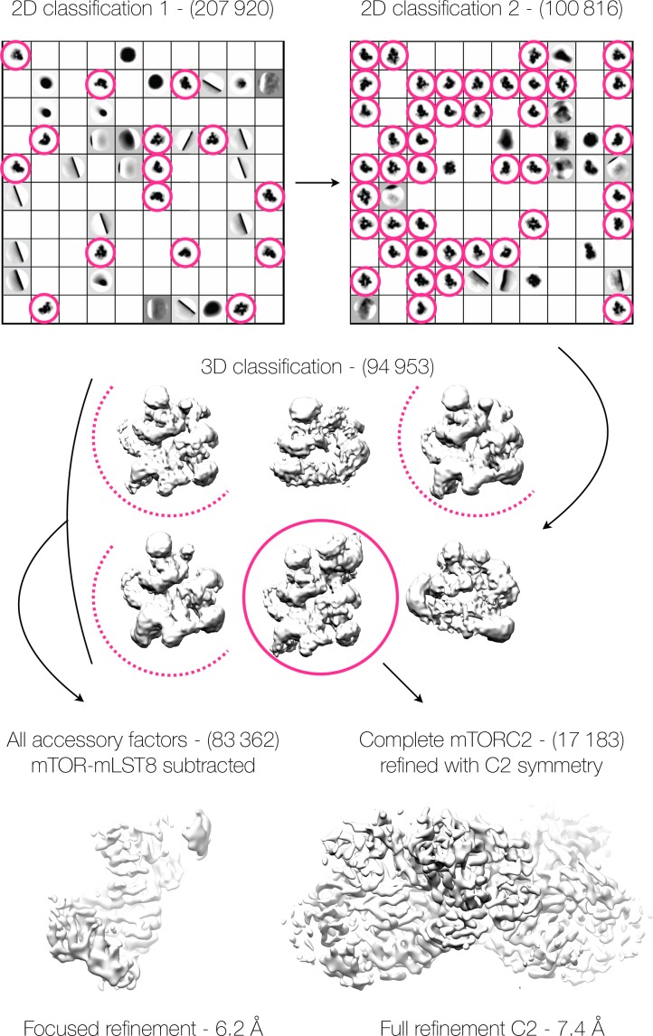 Figure 1—figure supplement 4.