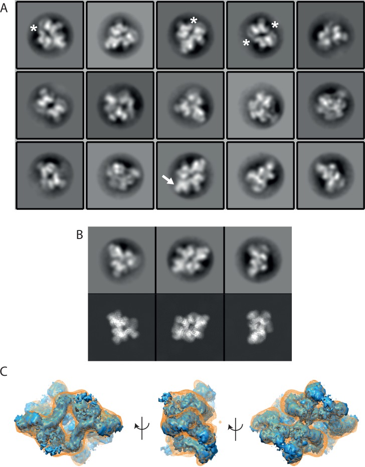 Figure 1—figure supplement 2.