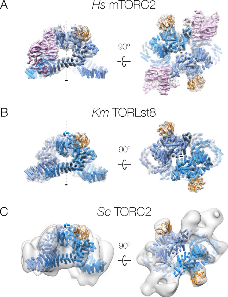 Figure 1—figure supplement 5.