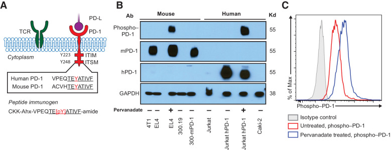 Figure 1. Development of the phospho–PD-1 antibody. A, Phospho-peptide immunogen containing the conserved amino acid sequence encompassing the ITSM motif of the mouse and human PD-1 cytoplasmic tail. The red Y indicates the tyrosine in the ITSM that can be phosphorylated. B, Lysates were made from the indicated cell lines and Western blotted. EL4 and 300-mPD-1 cells were used as positive controls for mPD-1 cells, and Jurkat hPD-1 cells were used as positive controls for hPD-1 cells. Pervanadate-treated EL4 and Jurkat-hPD-1 were used to assess PD-1 phosphorylation. 4T1 and 300.19 were used as negative controls for mouse lysates, and Jurkat and Caki-2 cells were used as negative controls for human lysates. Samples were blotted with antibodies against phospho–PD-1 (6G12), mPD-1 (29F.1A12), hPD-1 (EH33), and GAPDH (loading control). C, Phospho–PD-1 expression in Jurkat-hPD-1 cells without treatment (red) or treated with pervanadate (blue). Data representative of three independent experiments.