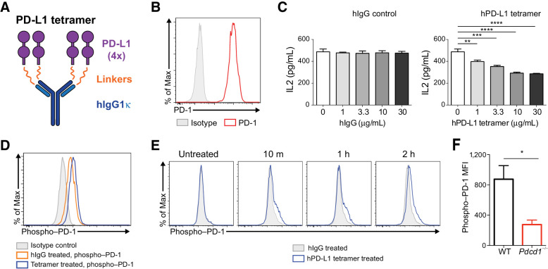 Figure 2. Detection of PD-1 ligation in vitro. A, Schematic of mPD-L1-Kappa/mPD-L1-hIgG1 fusion protein (PD-L1 tetramer). B, Cell surface expression of hPD-1 in Jurkat hPD-1 cells without treatment. C, IL2 secretion at 24 hours following culture of Jurkat-hPD-1 cells with PD-L1 tetramer or hIgG control antibody with concurrent stimulation by anti-CD3 and anti-CD28. D, Phospho–PD-1 expression in Jurkat-hPD-1 cells treated with PD-L1 tetramer or hIgG control for 24 hours after stimulation with anti-CD3 and anti-CD28. E, Time course of phospho–PD-1 expression in Jurkat-hPD-1 cells cultured with PD-L1 tetramer or hIgG control after 24-hour stimulation with anti-CD3 and anti-CD28. h, hour(s); m, minutes. F, Phospho–PD-1 signal in mouse WT versus Pdcd1−/− P14 TCR Tg T cells cultured with splenocytes and gp33 peptide for 72 hours. MFI, mean fluorescence intensity. All data shown are representative of at least two independent experiments. For C, one-way ANOVA was used to compare without hPD-L1 tetramer treatment (0 μg/mL) to the groups with hPD-L1 tetramer treatment (1 μg/mL, 3.3 μg/mL, 10 μg/mL, and 30 μg/mL, respectively). For F, two-tailed unpaired t test was used to compare WT and Pdcd1−/− groups). P value <0.05 (*), <0.01 (**), <0.001 (***), <0.0001 (****). Standard deviation of the mean (SD) is shown.
