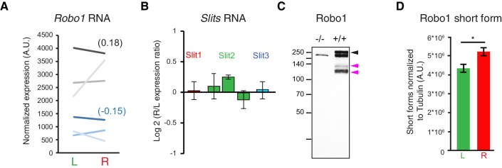 Figure 5—figure supplement 1.