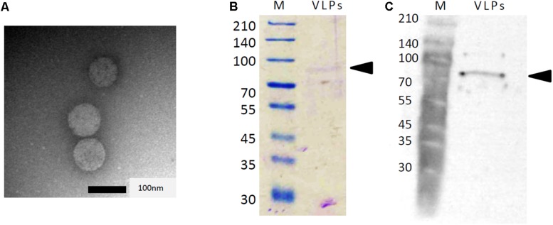 FIGURE 3