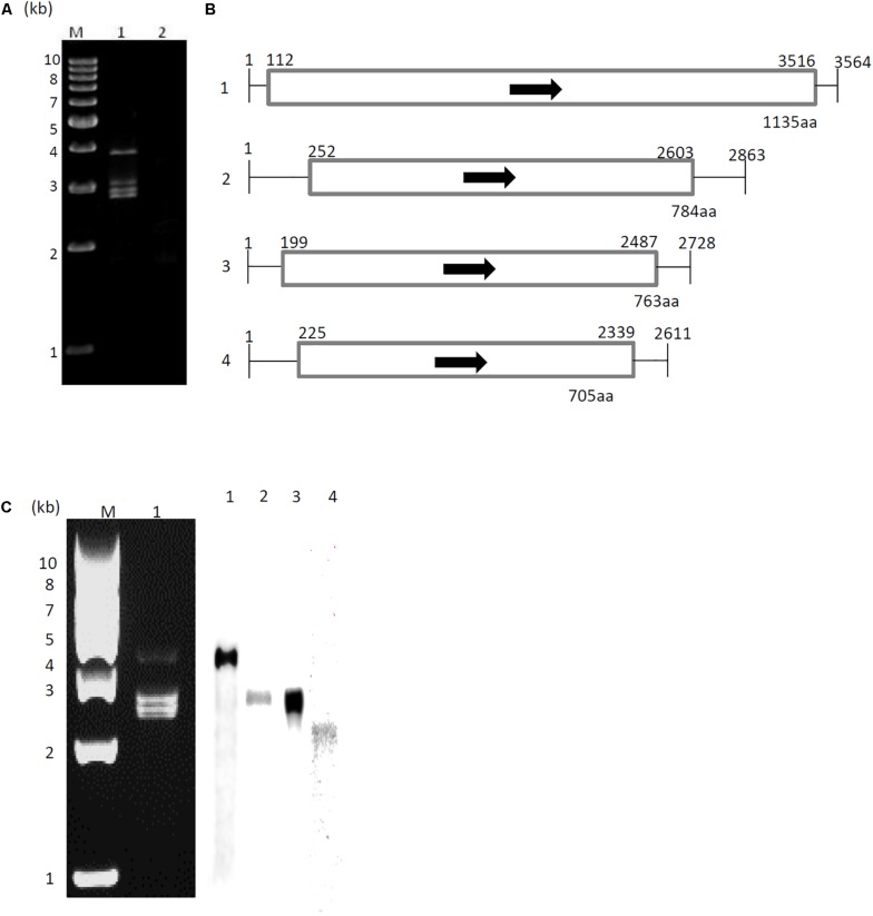 FIGURE 1