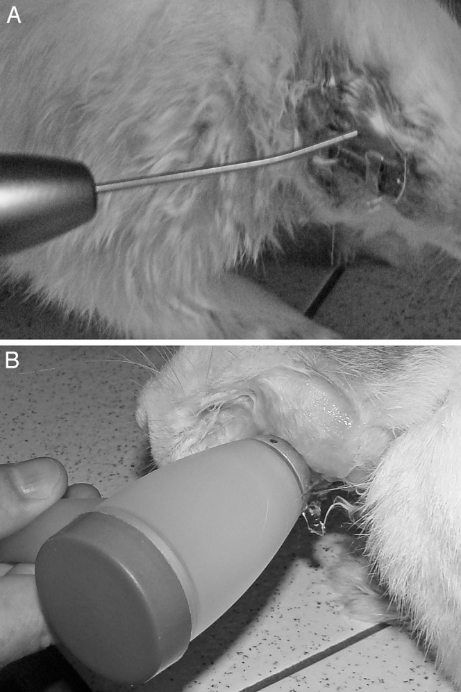 Figure 2. (A) Laser application on the right side and (B) ultrasound on the left side in an animal from group 4.