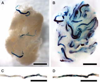 Fig. 6.