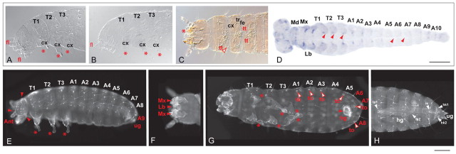 Fig. 7.