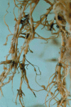 F<sc>ig</sc>. 6
