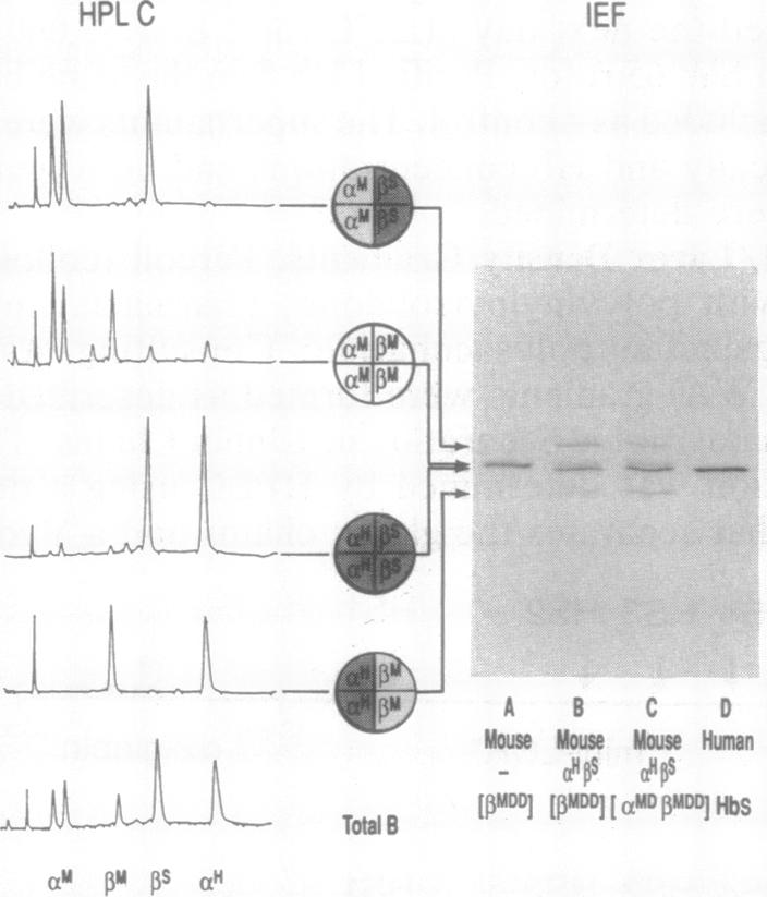 graphic file with name pnas01098-0513-a.jpg