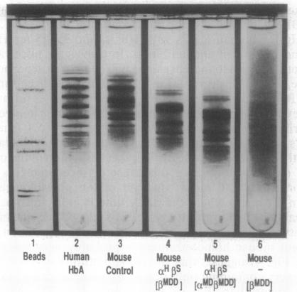 graphic file with name pnas01098-0514-a.jpg