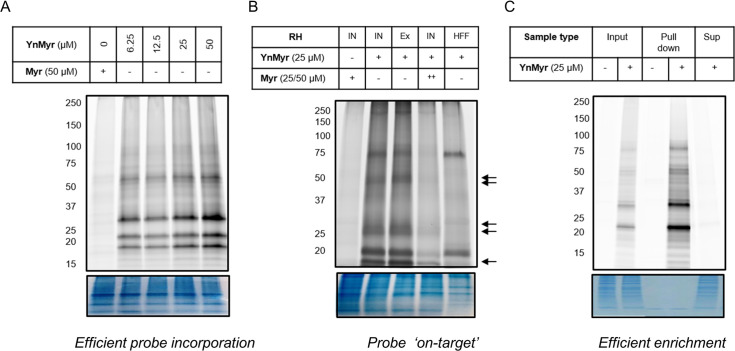 Figure 1—figure supplement 1.