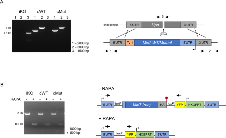 Figure 6—figure supplement 1.