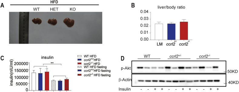 Supplementary figure 3