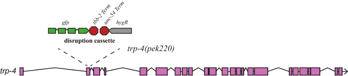 Figure 3—figure supplement 1.