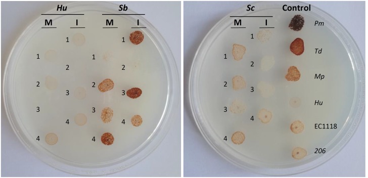 FIGURE 3