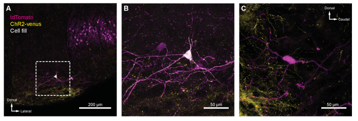 Figure 5—figure supplement 1.